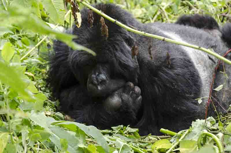 Gorila - selva de Virunga - parque nacional de los Volcanes - Ruanda 09.jpg